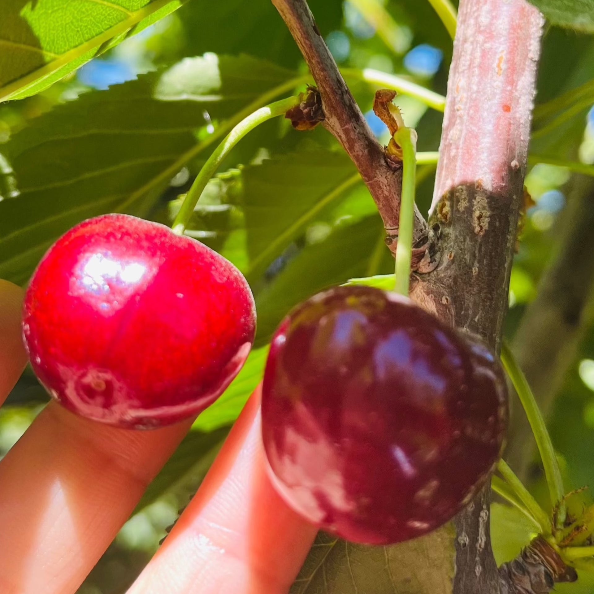 Lapins Sweet Cherry Tree | Large Self-Pollinating Dark Cherry