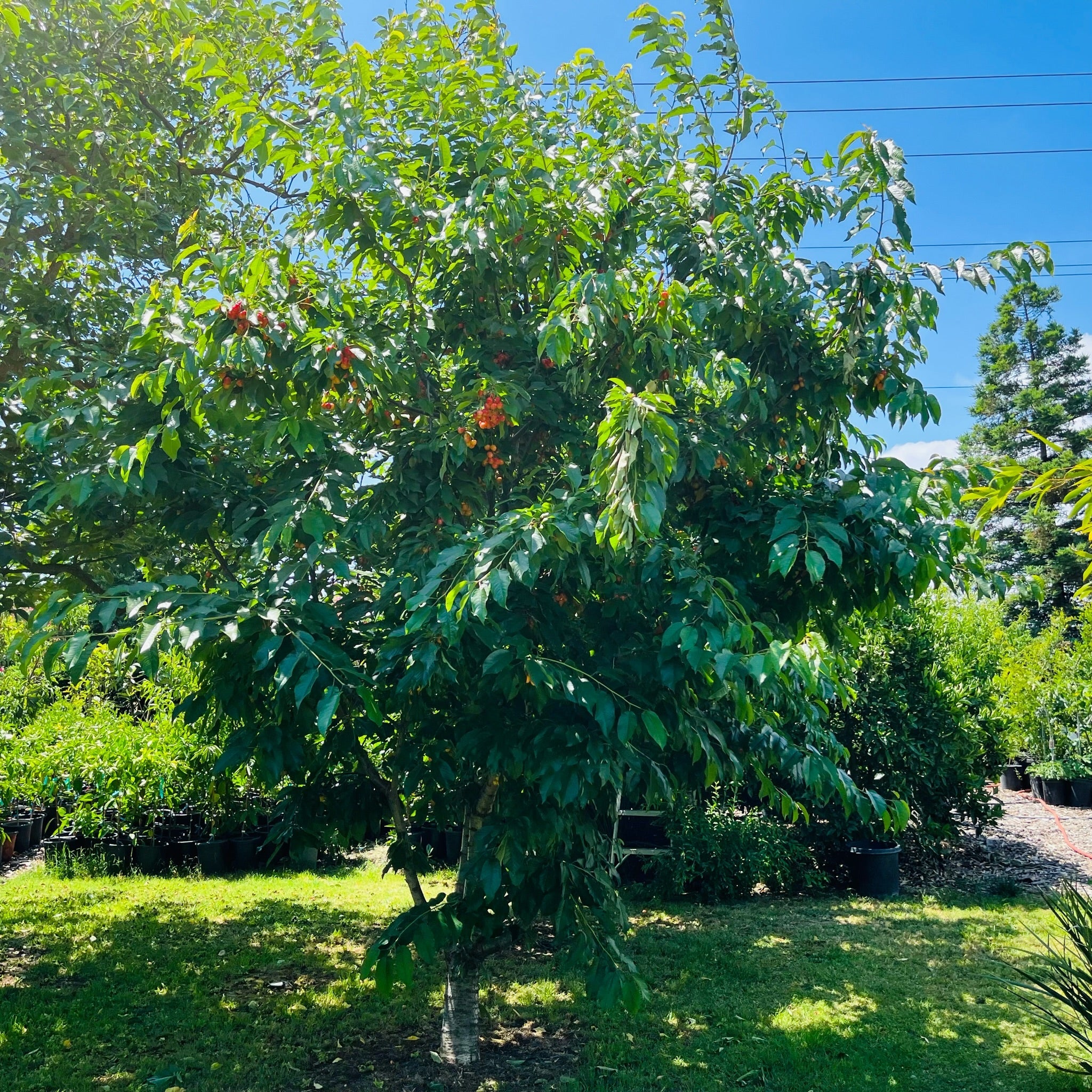 Lapins Sweet Cherry Tree | Large Self-Pollinating Dark Cherry