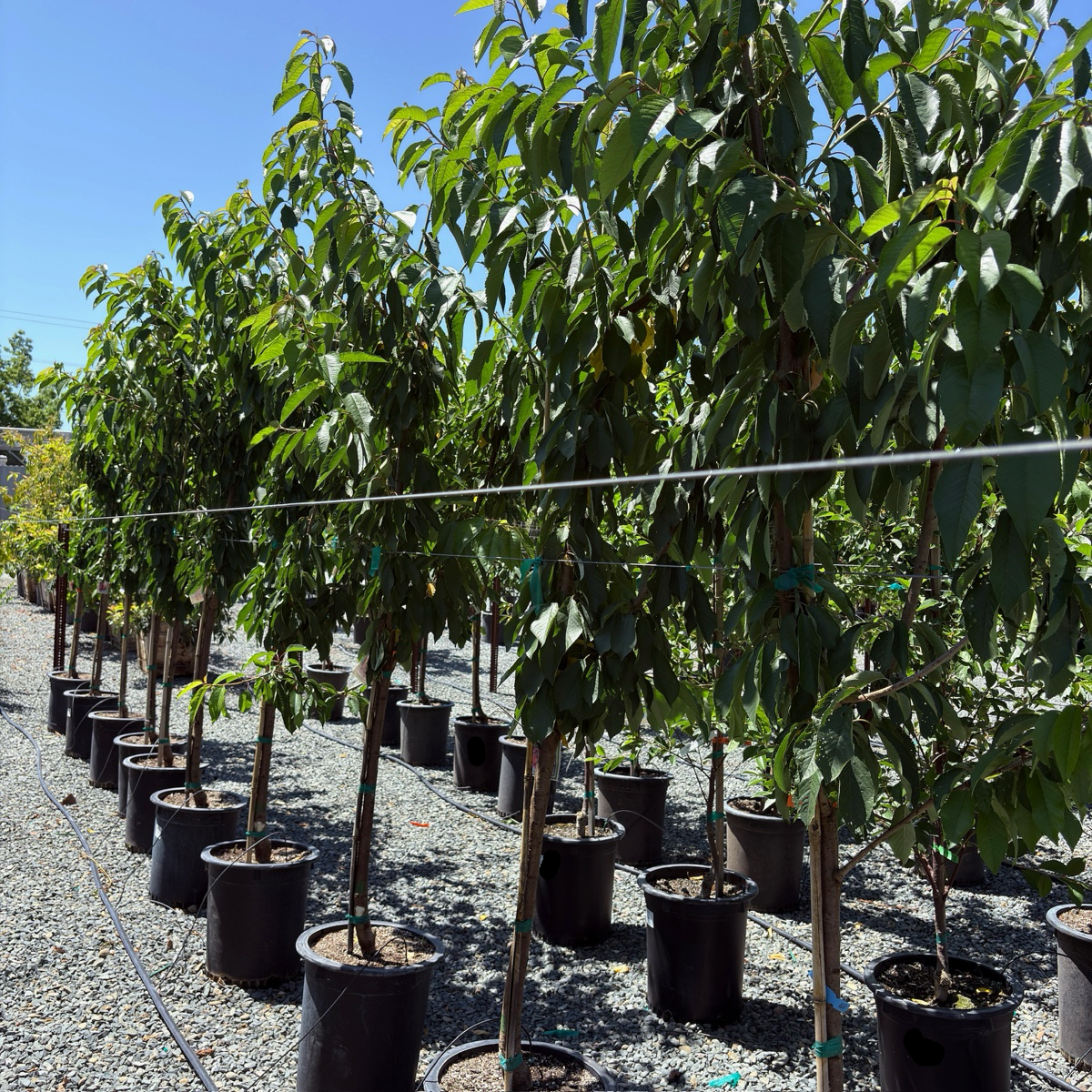 Lapins Sweet Cherry Tree | Large Self-Pollinating Dark Cherry Lapins Sweet Cherry Tree | Large Self-Pollinating Dark Cherry