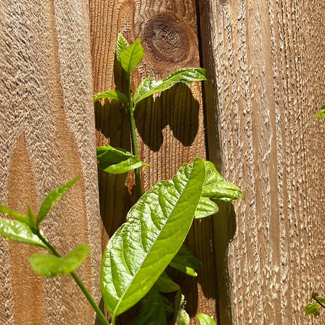 Large-Flowered Wintersweet leaves growing through a wooden fence
