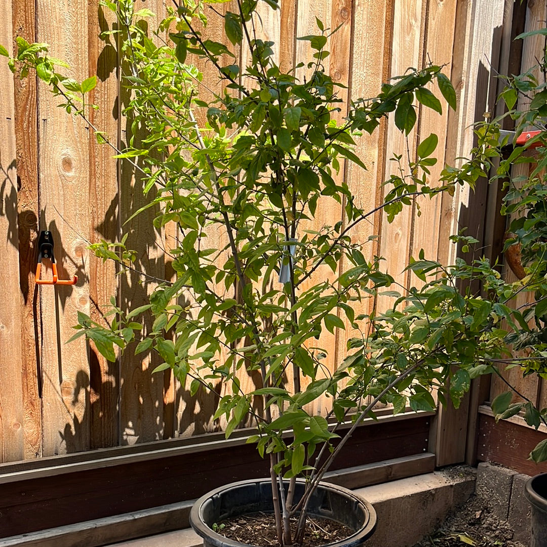 Potted Large-Flowered Wintersweet plant against a wooden fence