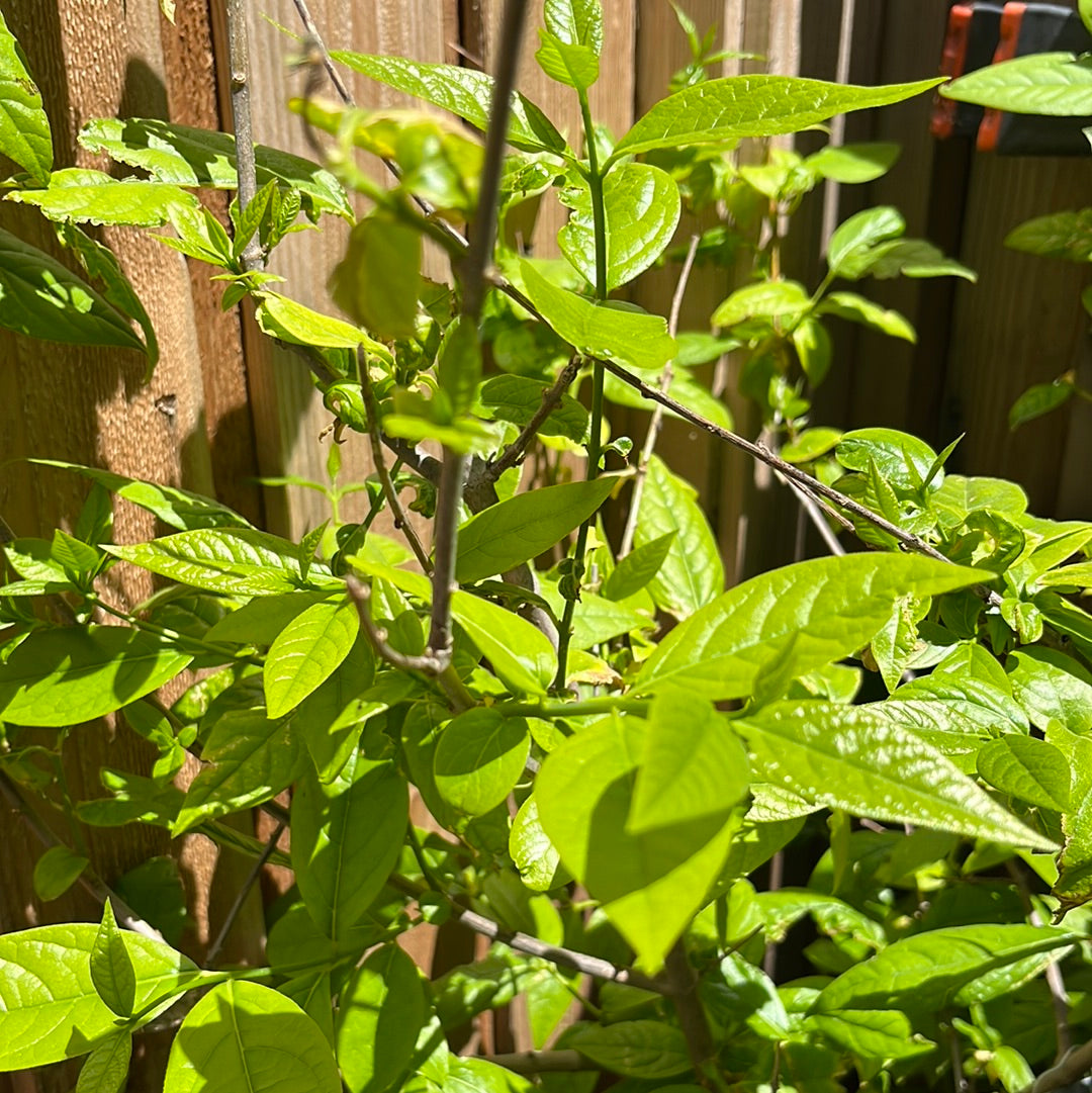 Large-Flowered Wintersweet leaves with a wooden fence background