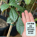 Large Leaf Tea