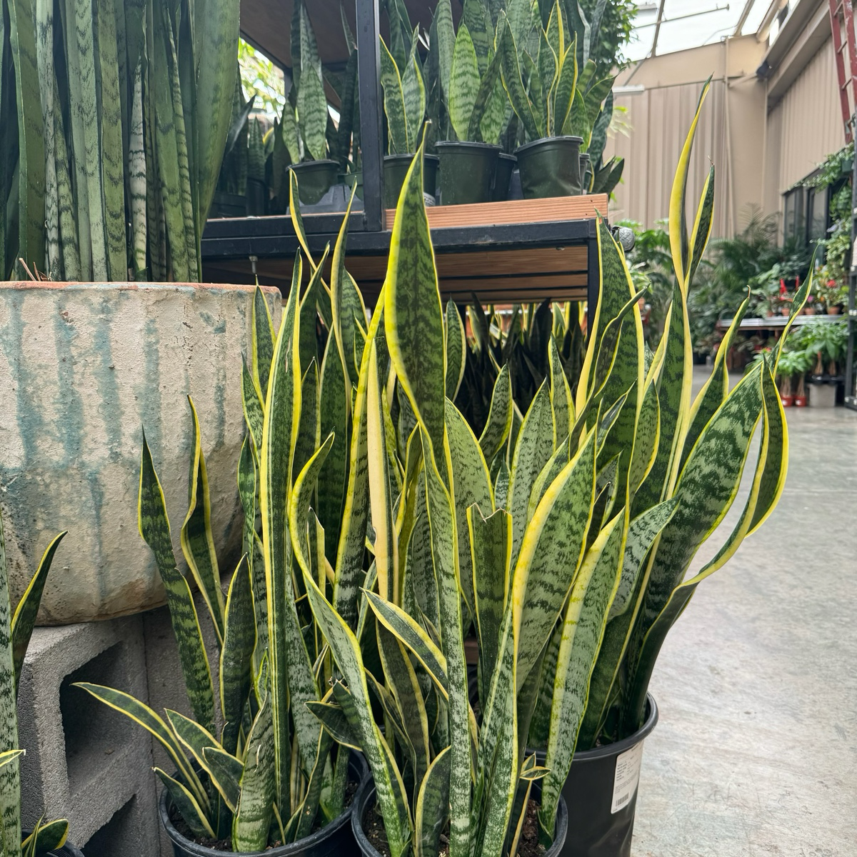 Laurentii Snake Plant