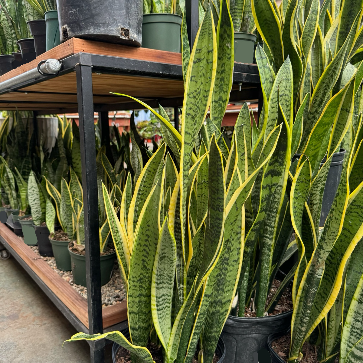 real snake plants for sale Snake Plant Sansevieria Laurentii