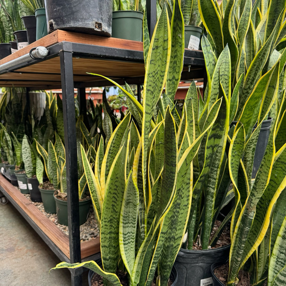 Laurentii Snake Plant