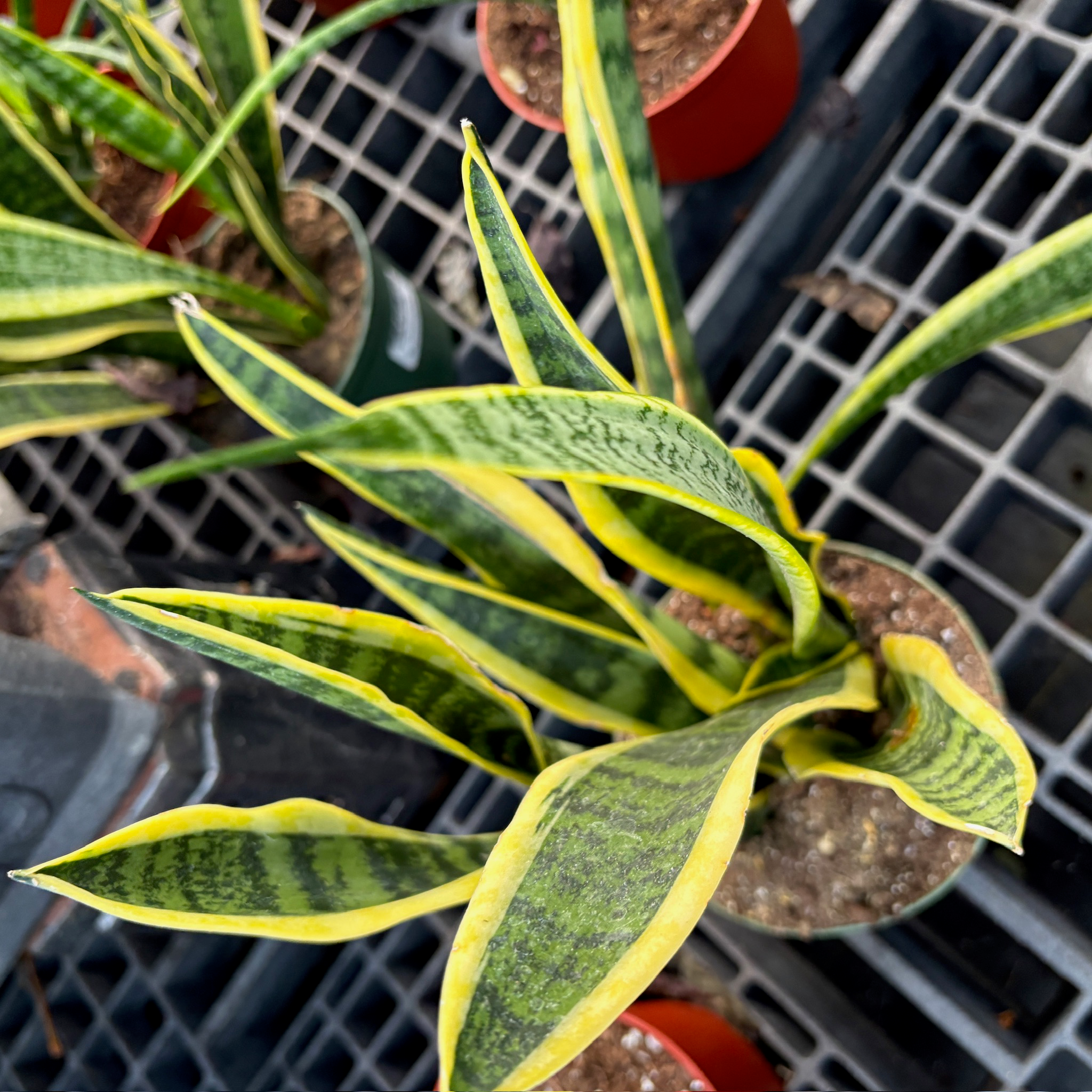 Laurentii Snake Plant