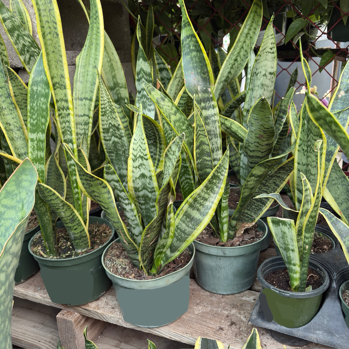 ornamental snake plant Snake Plant Sansevieria Laurentii