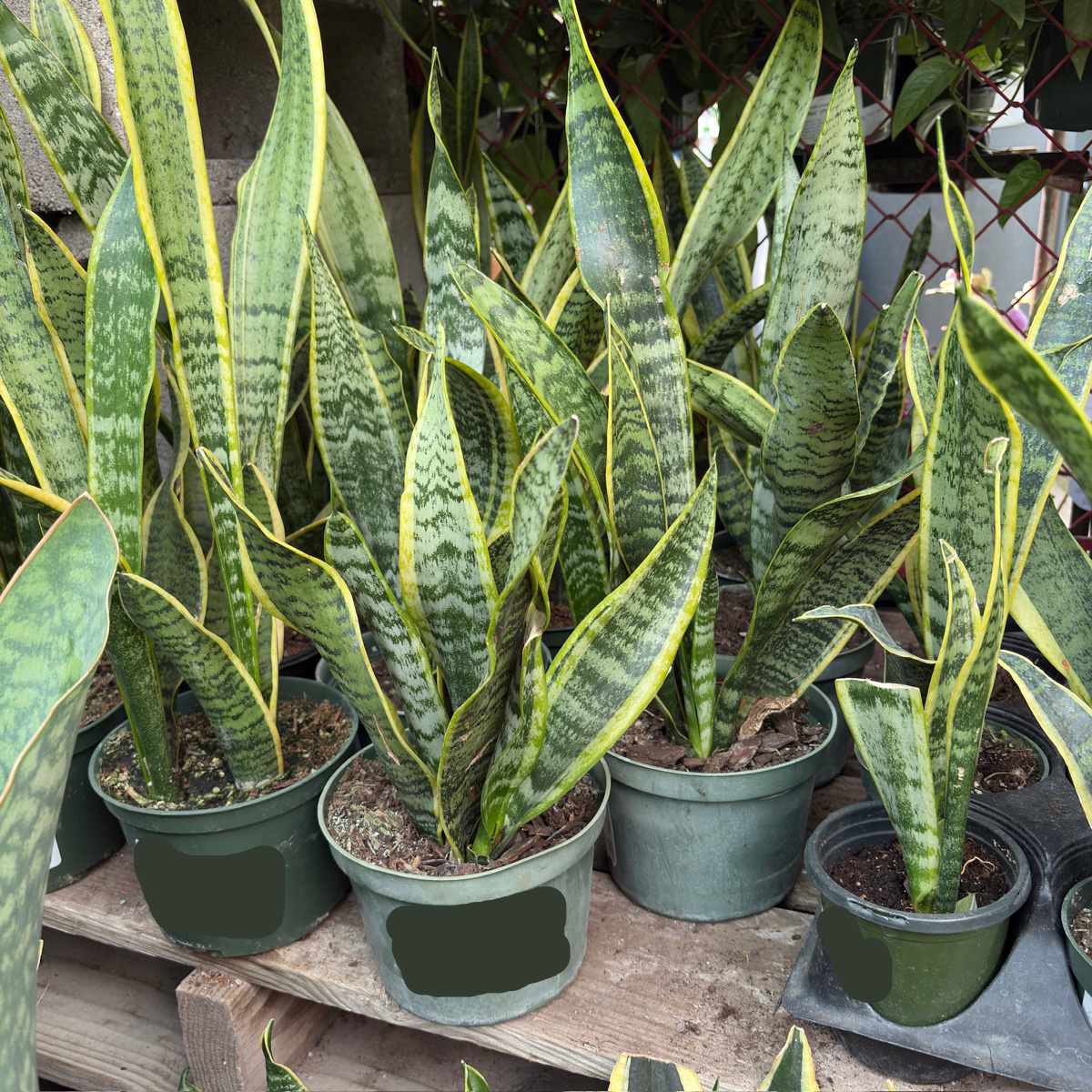 Laurentii Snake Plant