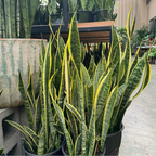 Laurentii Snake Plant
