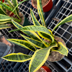 Laurentii Snake Plant