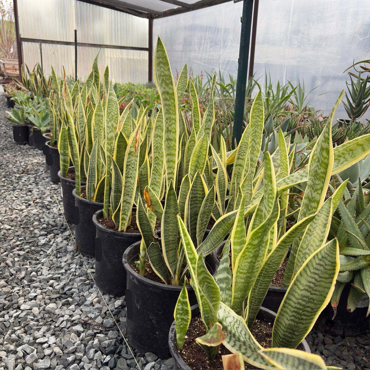 Laurentii Snake Plant