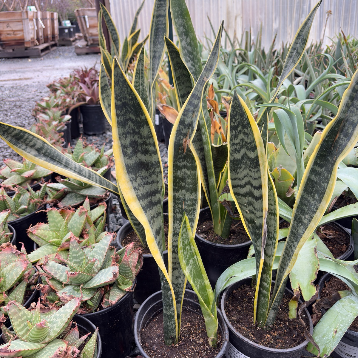 Laurentii Snake Plant