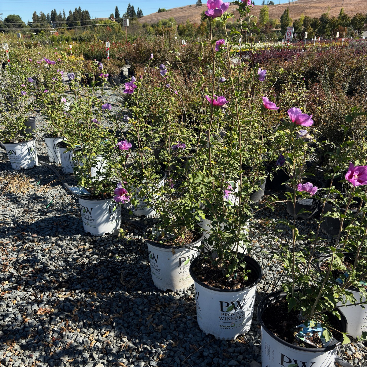 Lavender Chiffon Rose of Sharon