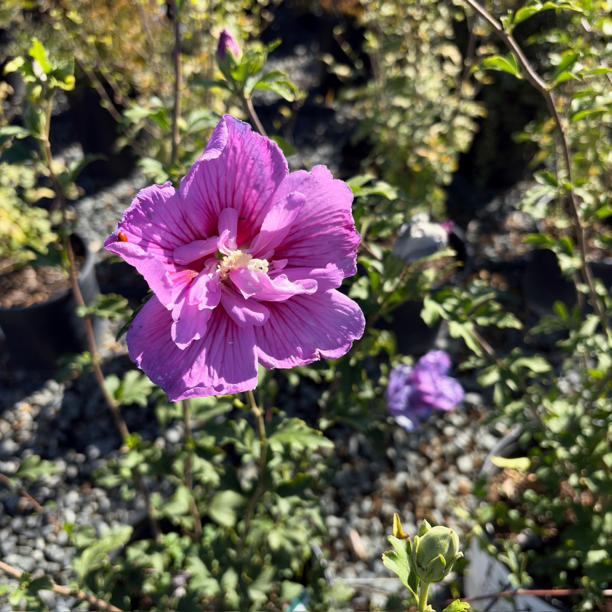 Lavender Chiffon Rose of Sharon