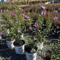 Lavender Chiffon Rose of Sharon