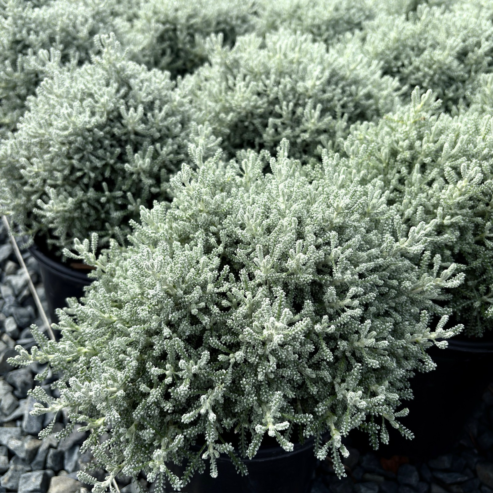 Row of potted Lavender Cotton with a textured green foliage at victory nursery