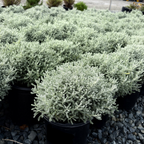 grey lavender cotton plant Lavender Cotton (Santolina chamaecyparissus) – Silver Foliage Drought-Tolerant Shrub – Victory Nursery