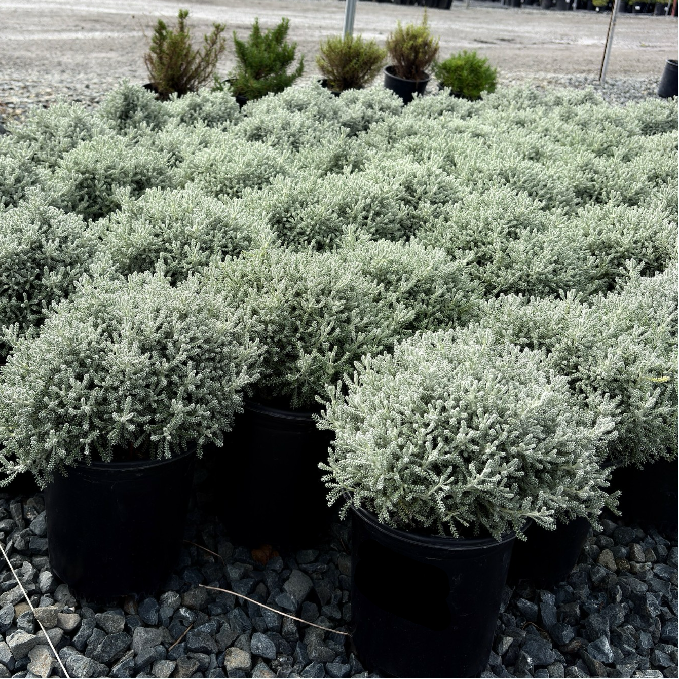 Row of potted Lavender Cotton on a gravel surface