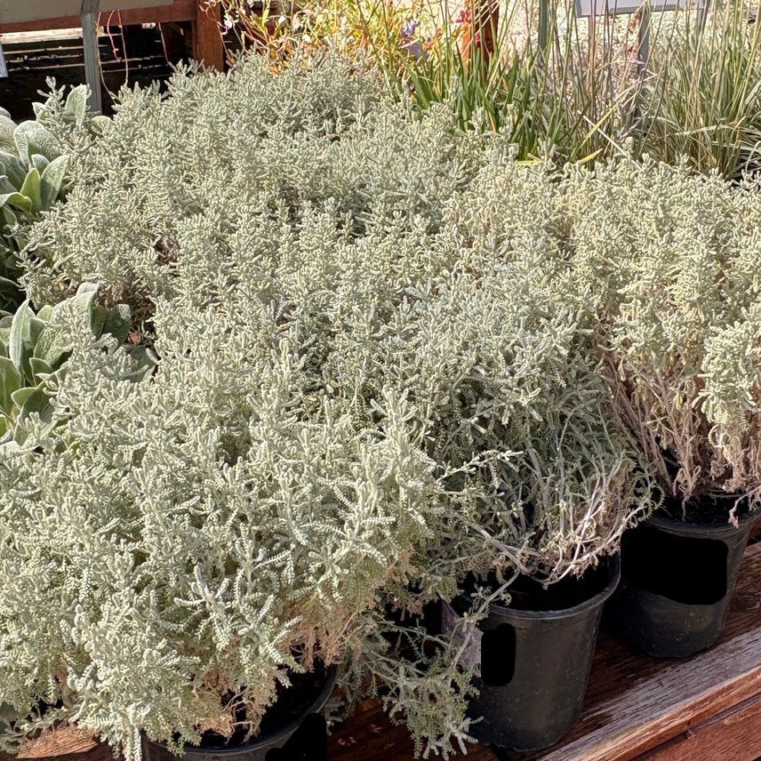 cotton lavender plant Lavender Cotton (Santolina chamaecyparissus) – Silver Foliage Drought-Tolerant Shrub – Victory Nursery