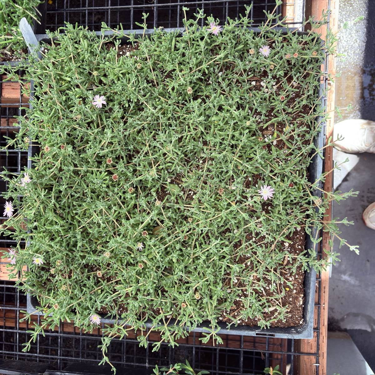 lavender rosea ice plant Lavender Ice Plant Ground Cover