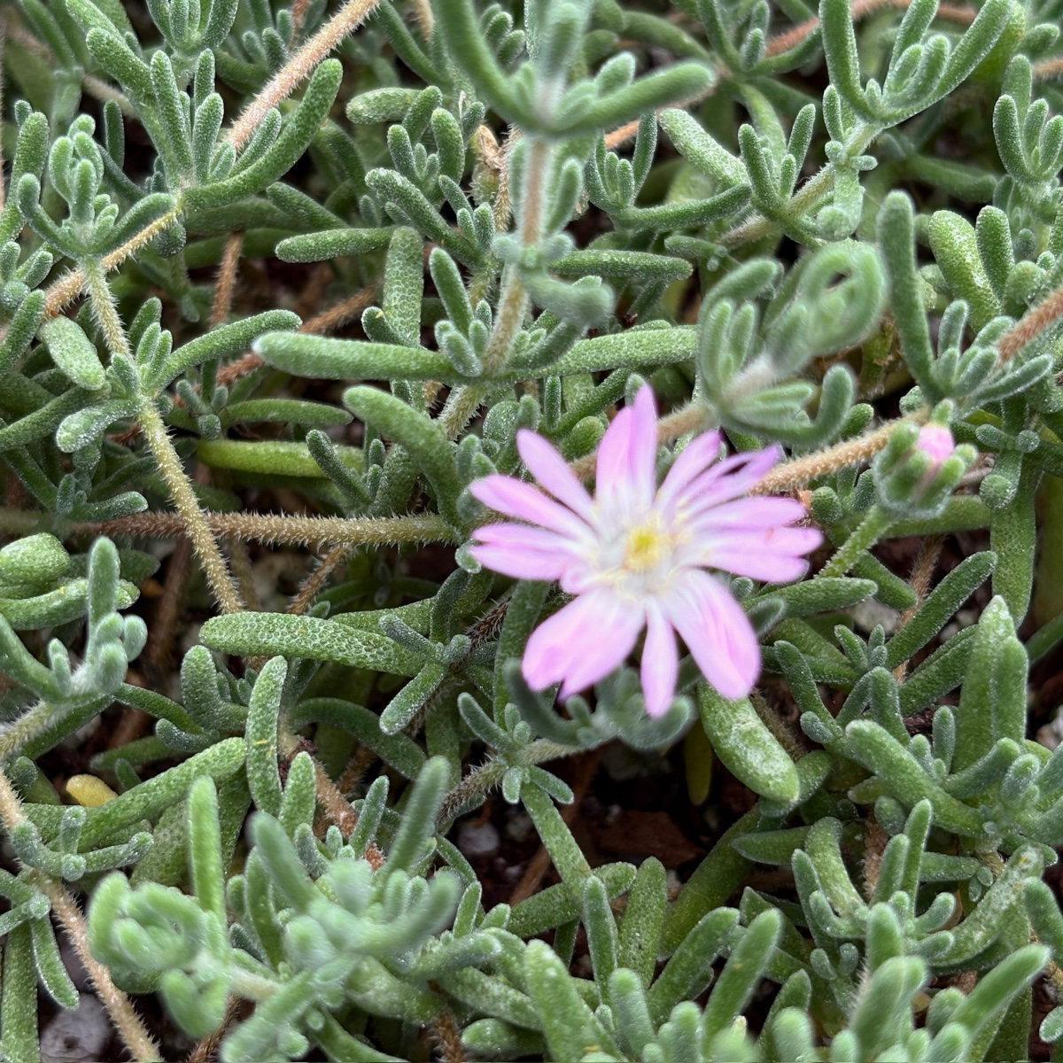 Lavender Ice Plant surrounded by green foliage