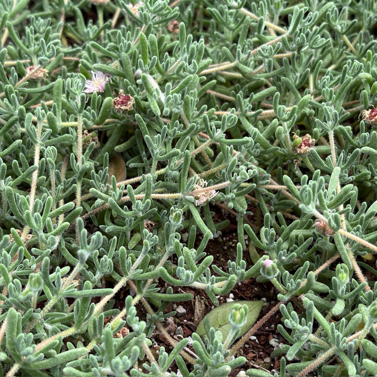 Close-up of Lavender Ice Plant with small pink flowers.