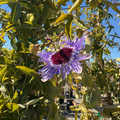 Lavender Lady Passion Flower