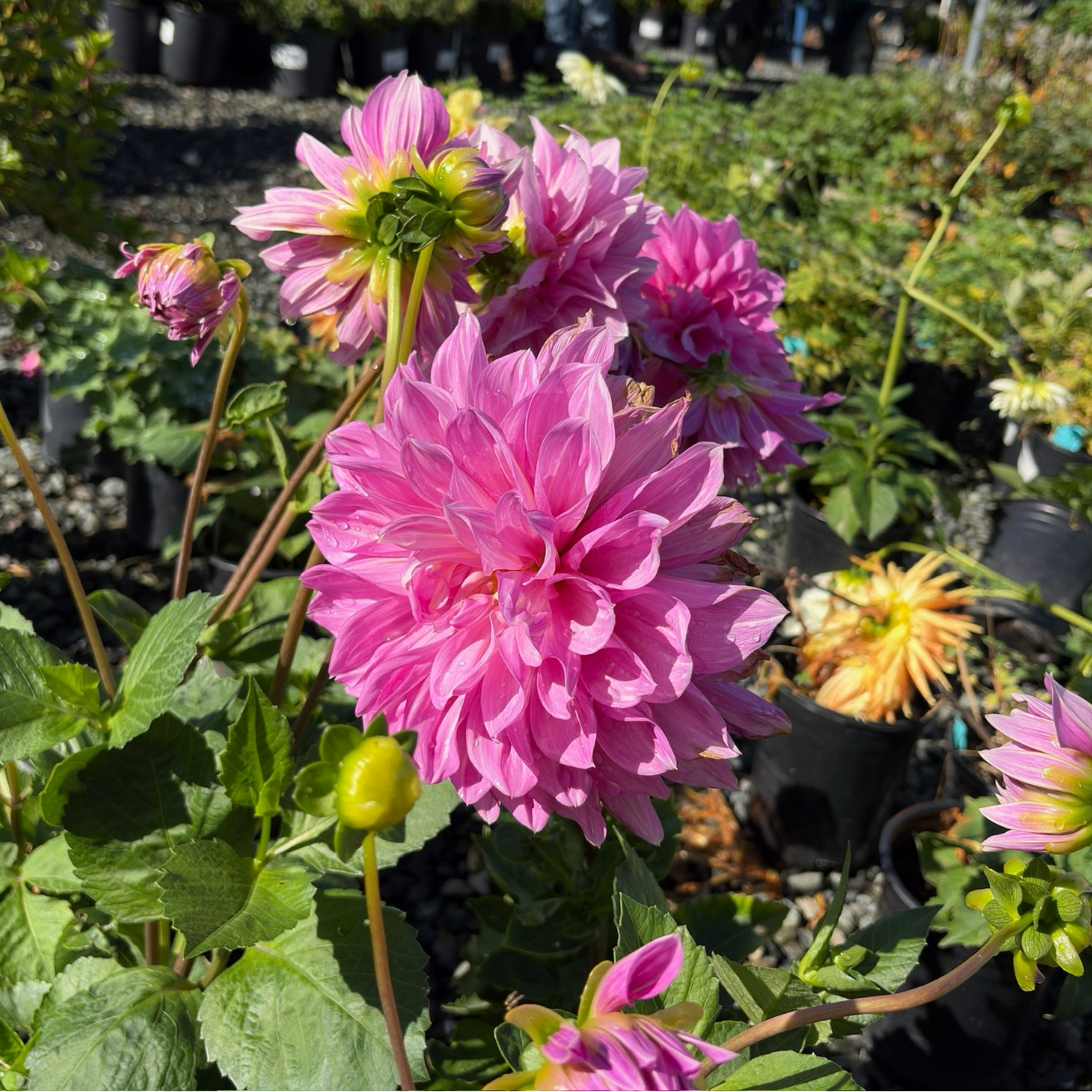 Lavender Perfection Dahlia