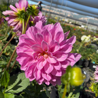 Lavender Perfection Dahlia