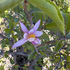 Lavender Starflower