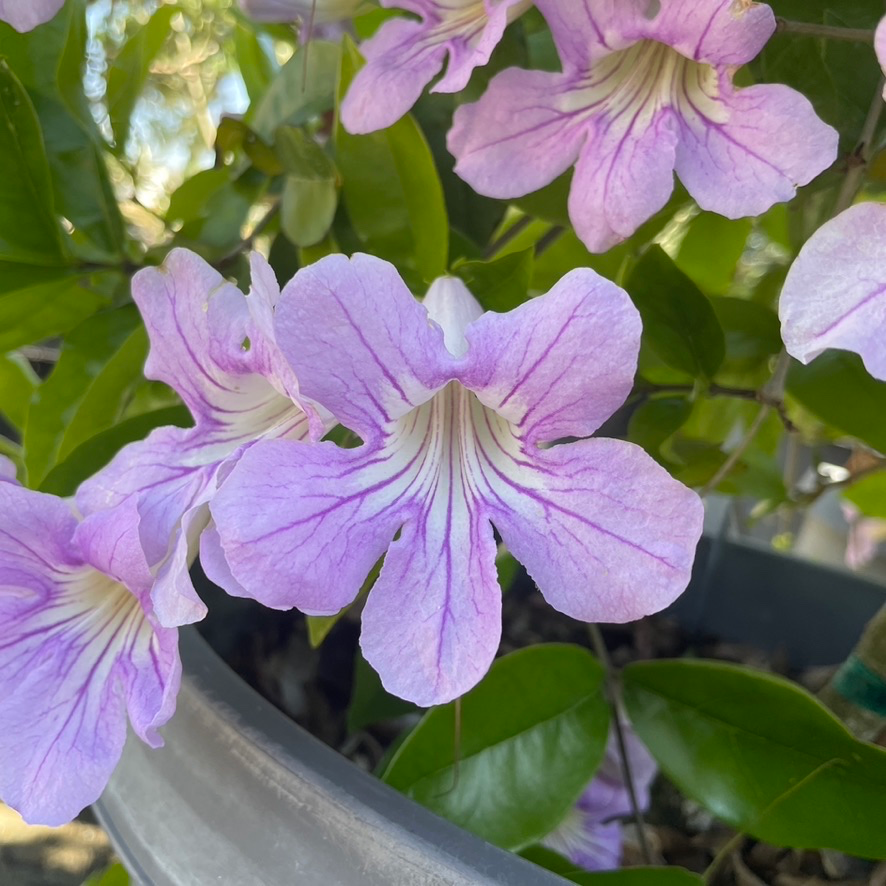 Lavender Trumpet Vine
