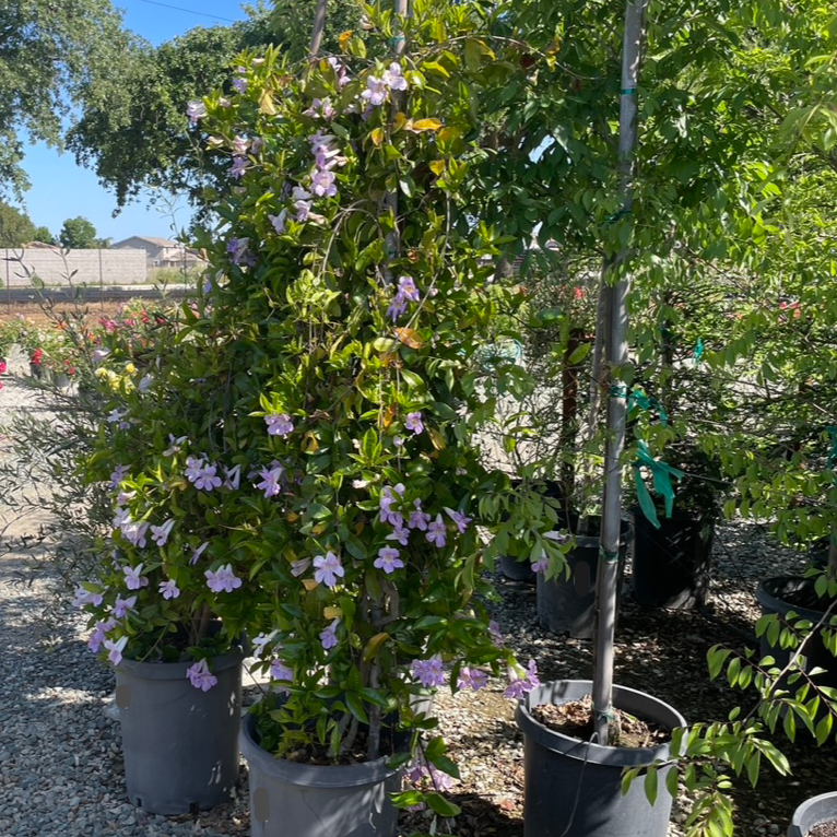 Lavender Trumpet Vine