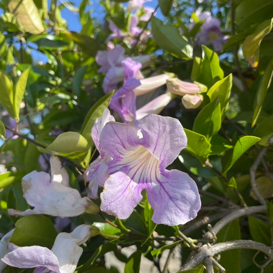 Lavender Trumpet Vine