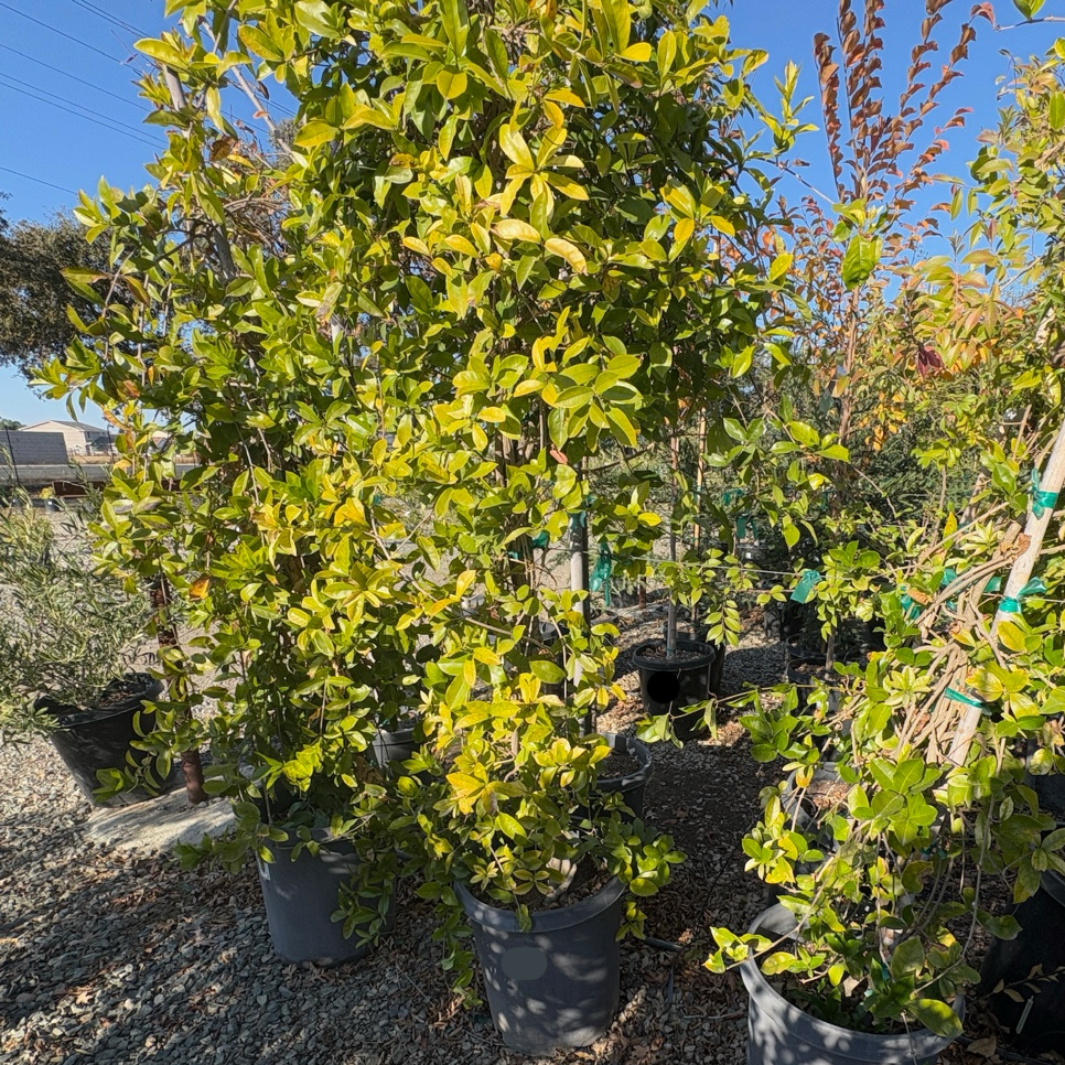 Lavender Trumpet Vine