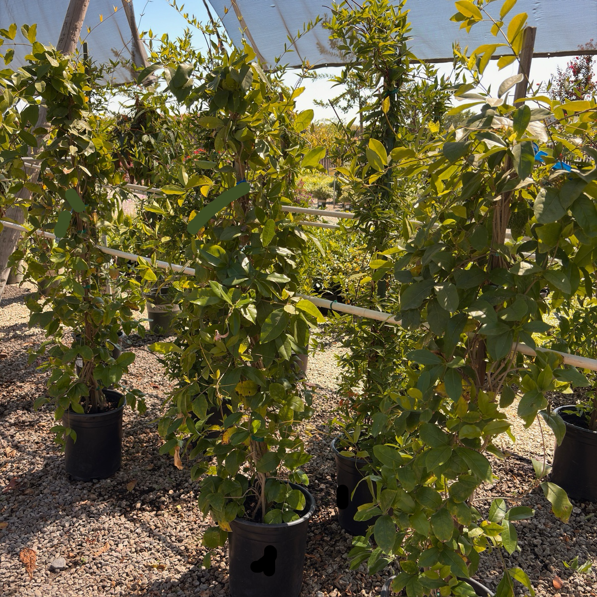 Lavender Trumpet Vine
