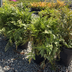 Potted Leatherleaf Fern on a gravel surface with a garden setting in the background