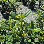 Leatherleaf Coffeeberry with small yellow flowers in a garden setting