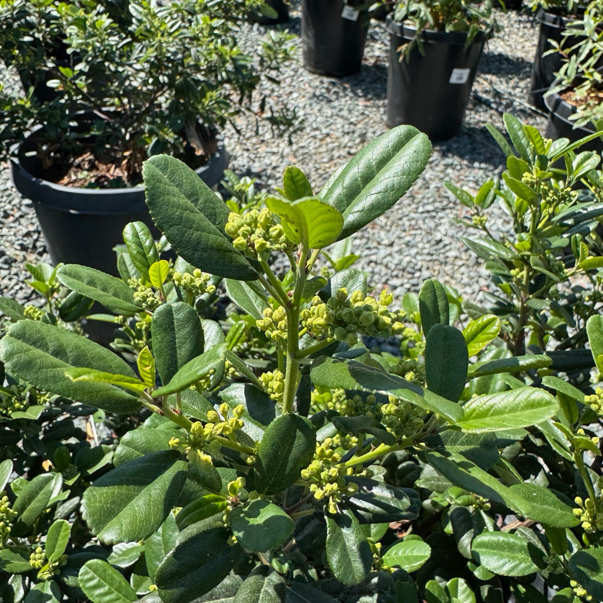Leatherleaf Coffeeberry with small yellow flowers in a garden setting