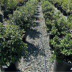 Row of potted Leatherleaf Coffeeberry plants in a nursery setting