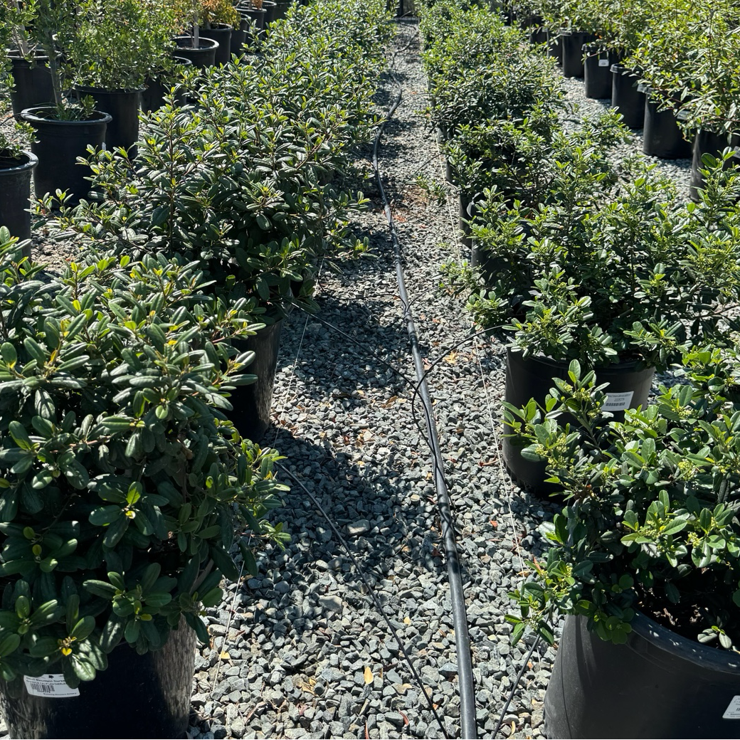 Row of potted Leatherleaf Coffeeberry plants in a nursery setting