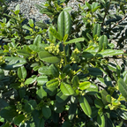 Leatherleaf Coffeeberry bush with leaves and small buds on a natural background
