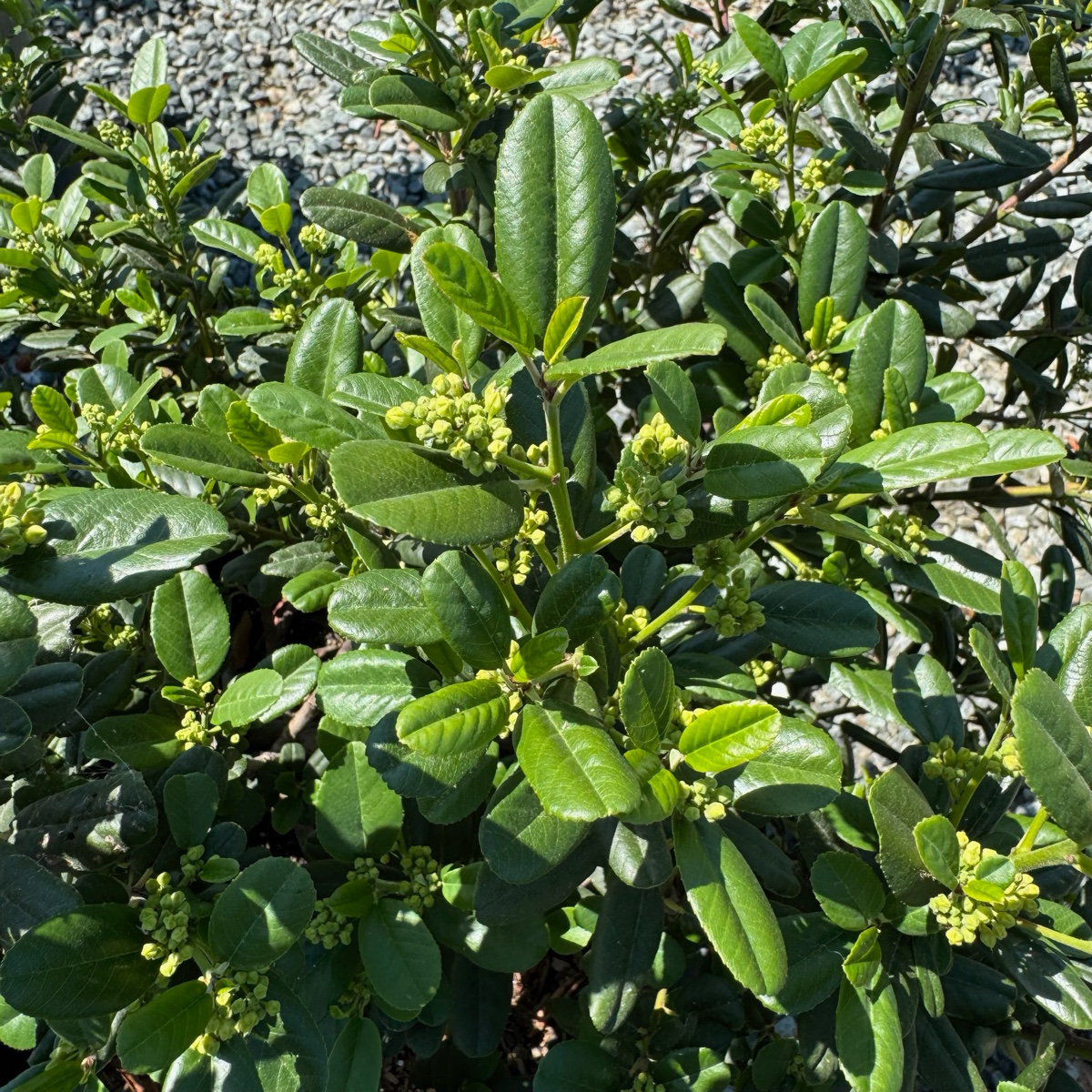 Leatherleaf Coffeeberry bush with leaves and small buds on a natural background