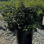 Row of potted Leatherleaf Coffeeberry plants in a nursery setting with a clear blue sky.