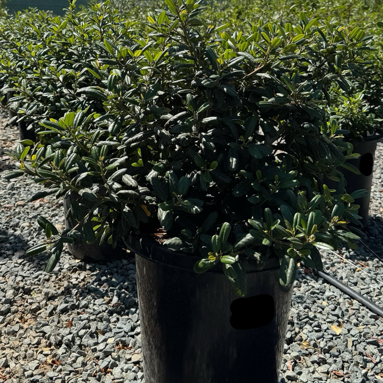Row of potted Leatherleaf Coffeeberry plants in a nursery setting with a clear blue sky.