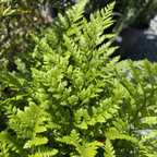 Close-up of Leatherleaf Fern plant with a blurred background