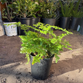 Leatherleaf Fern