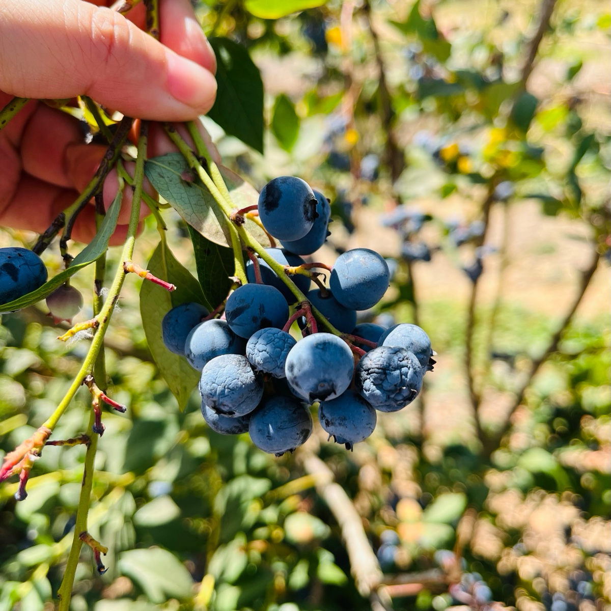 Hand holding a Legacy Blueberry branch with blue berries amidst green leaves