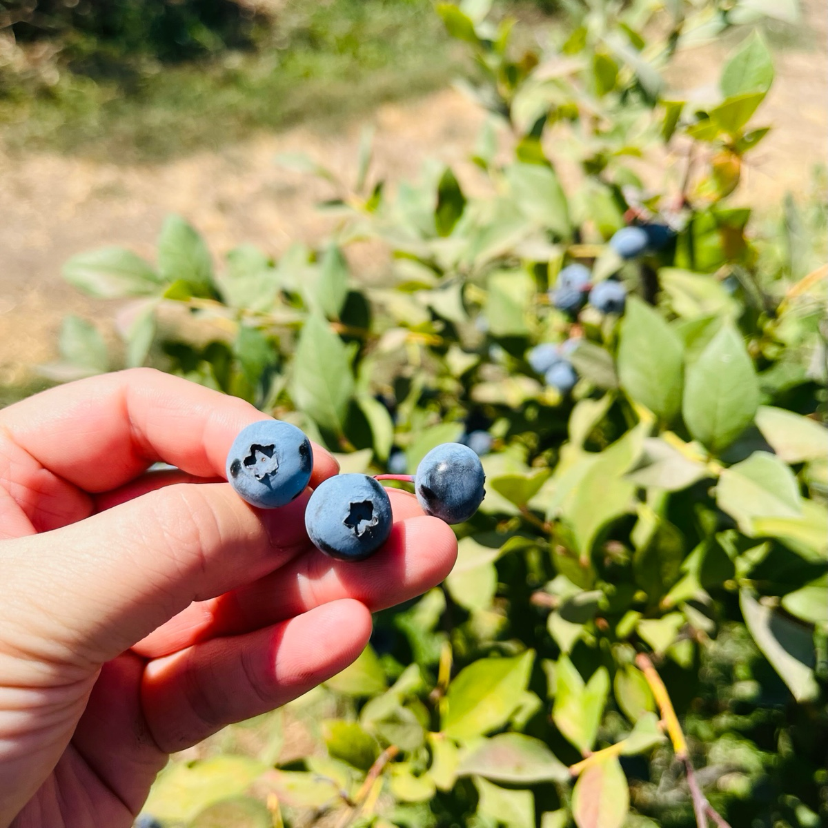 Hand holding Legacy Blueberry with a blueberry bush in the background