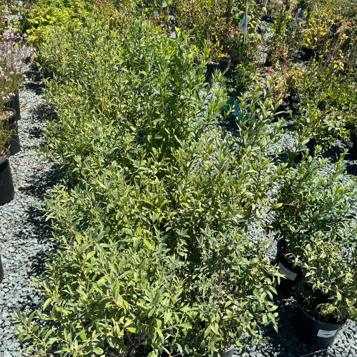 Legacy Blueberry shrub in a pot on a gravel surface with other plants in the background